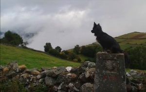 El Camino de Santiago con tu perro guía