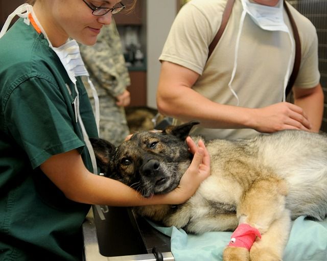Imagen de un perro guía en el veterinario, antes de comenzar el camino de santiago