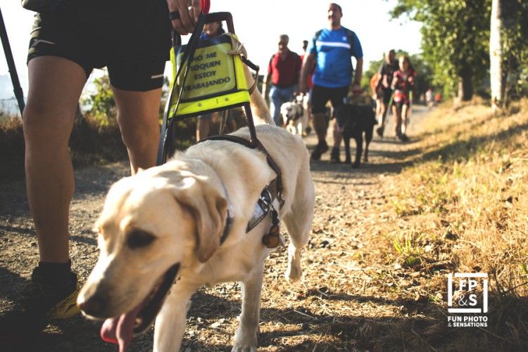 Un perro guía durante el Camino de Santiago.